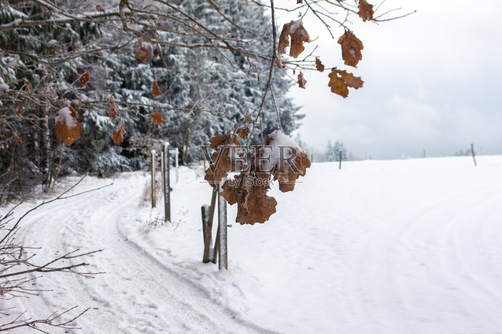 小径槽冬季景观积雪覆盖冷杉树冬季背景沃格特兰德国照片摄影图片