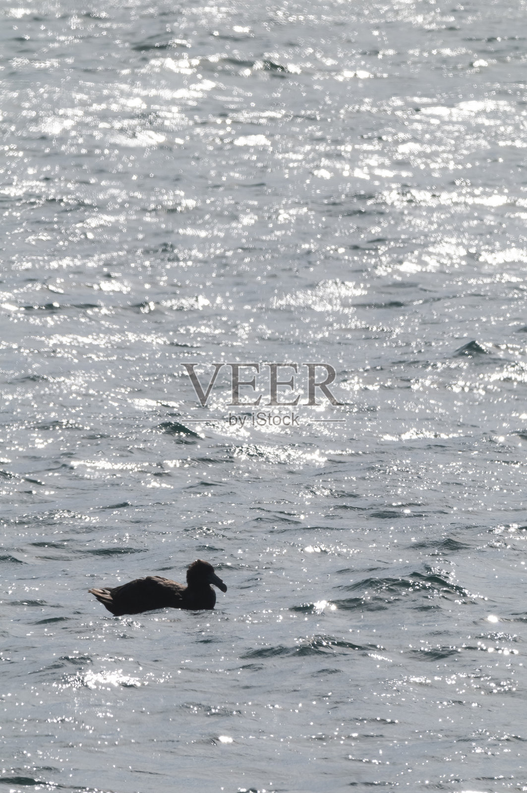 巨型海燕,瓦尔德斯半岛,联合国教科文组织世界遗产,阿根廷巴塔哥尼亚丘布特省。照片摄影图片