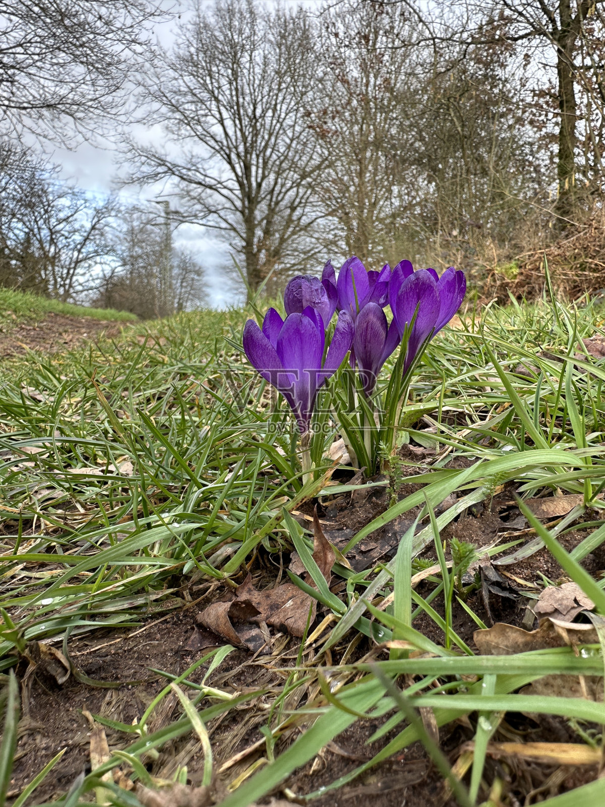 冬番红花照片摄影图片