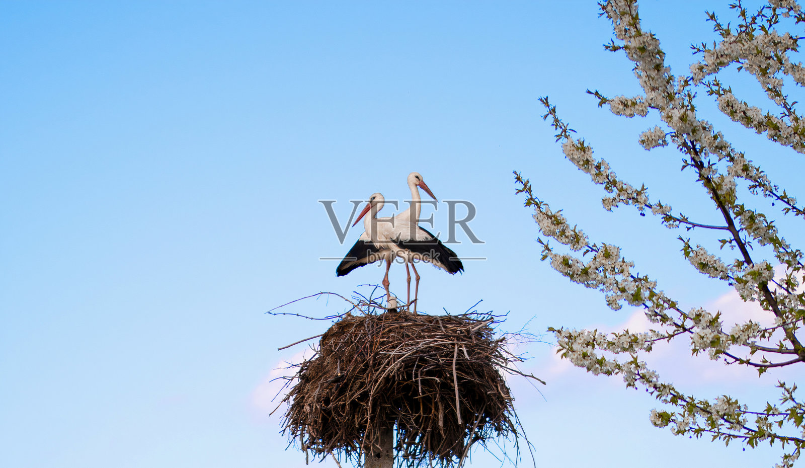 乌克兰的春天,两只鹳在窝里。照片摄影图片