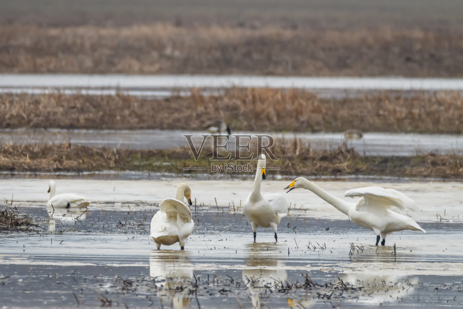 Whooper swan照片摄影图片