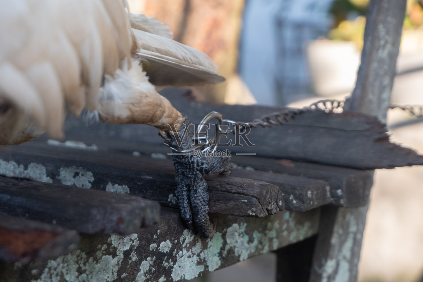 鸟腿领带照片摄影图片