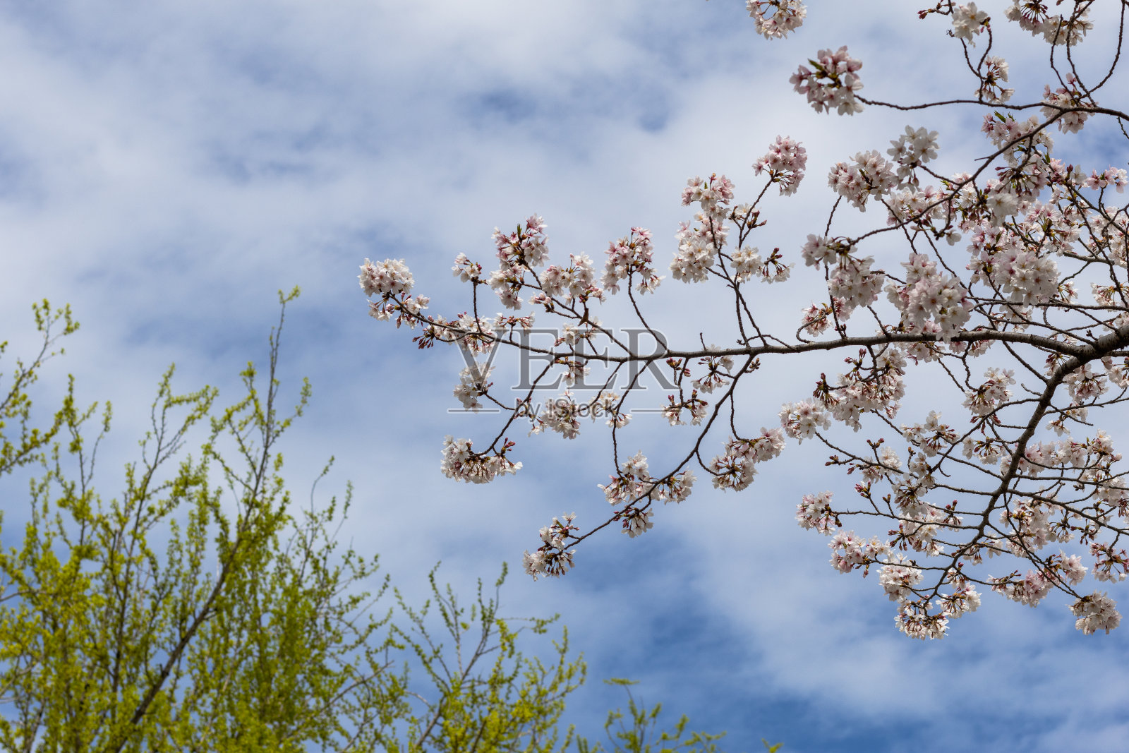 樱花盛开的美丽照片摄影图片