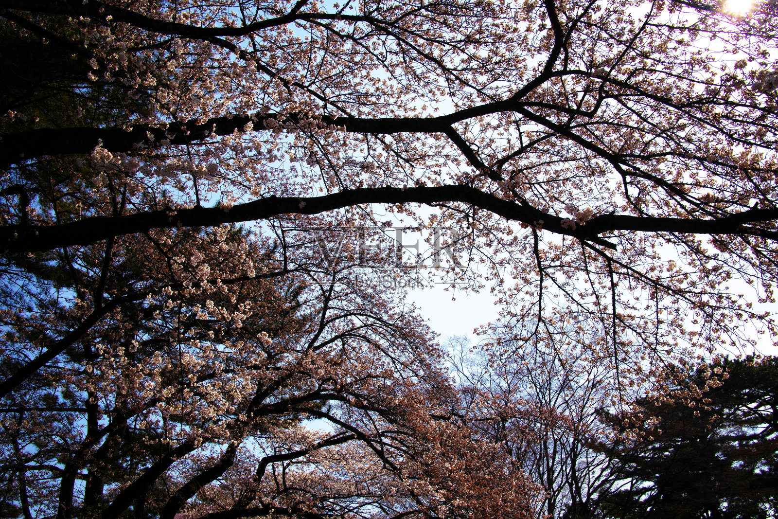 樱花盛开的样子照片摄影图片