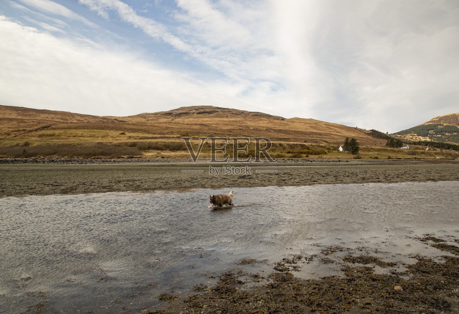 小狗在脆性海滩的潮汐池游泳。照片摄影图片