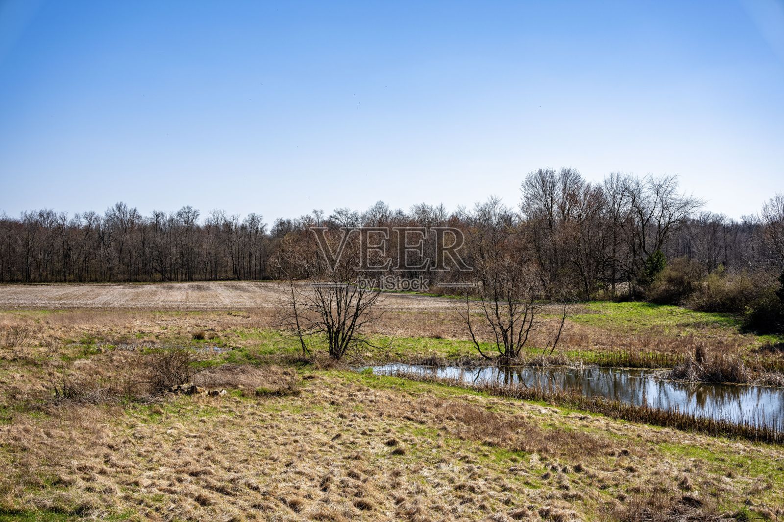 郁郁葱葱的绿草和一片宁静的水域,背景是树木照片摄影图片