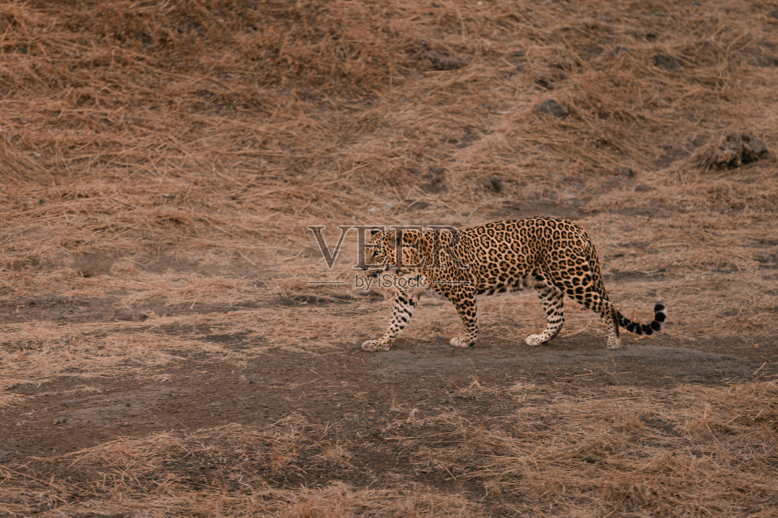 幼豹在它的领地上行走照片摄影图片