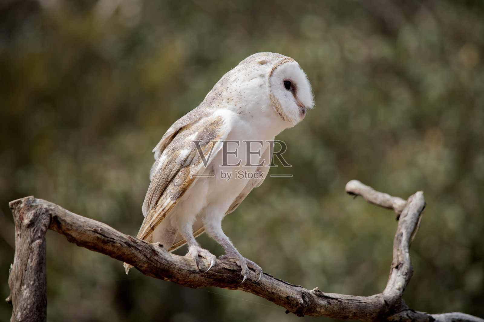 仓鸮栖息在树枝上照片摄影图片