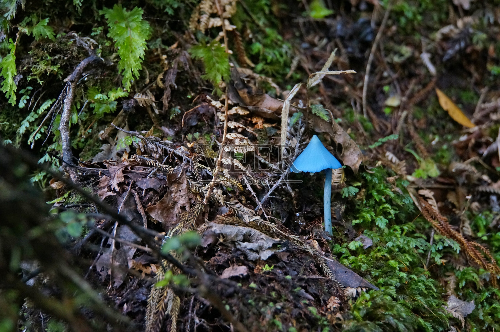 蓝粉鳃真菌照片摄影图片