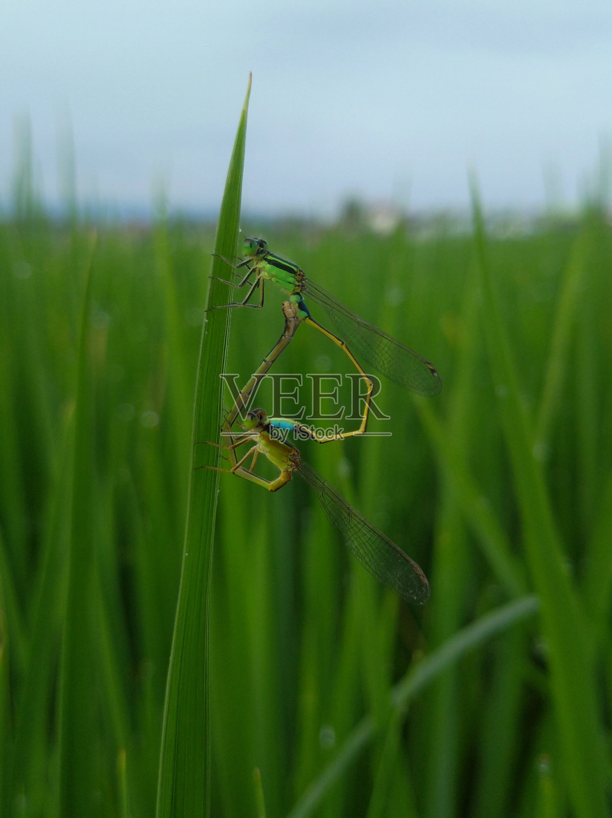 蜻蜓夫妇在草地上照片摄影图片