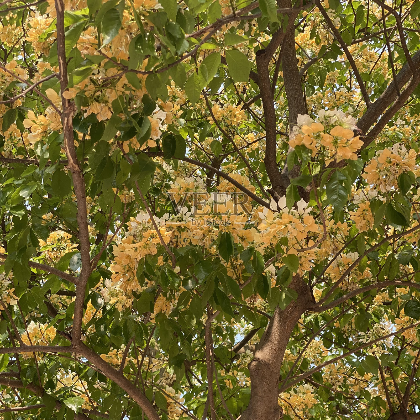 香港春暖花开照片摄影图片
