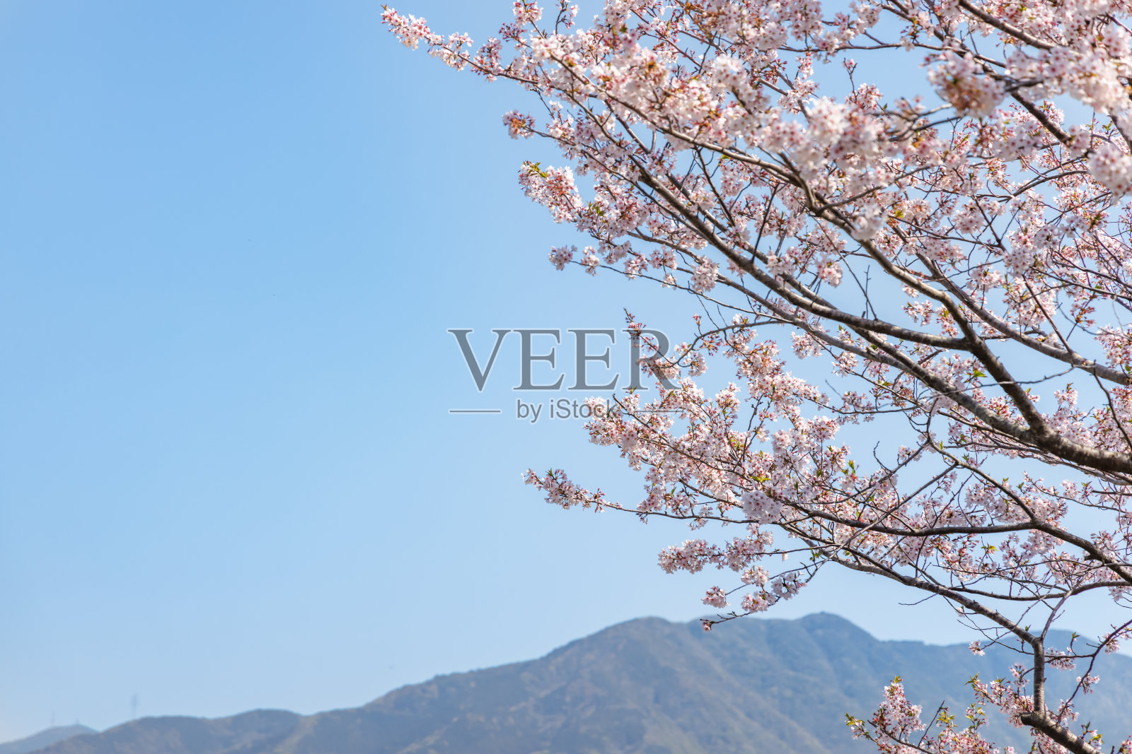 蓝天,樱花盛开照片摄影图片