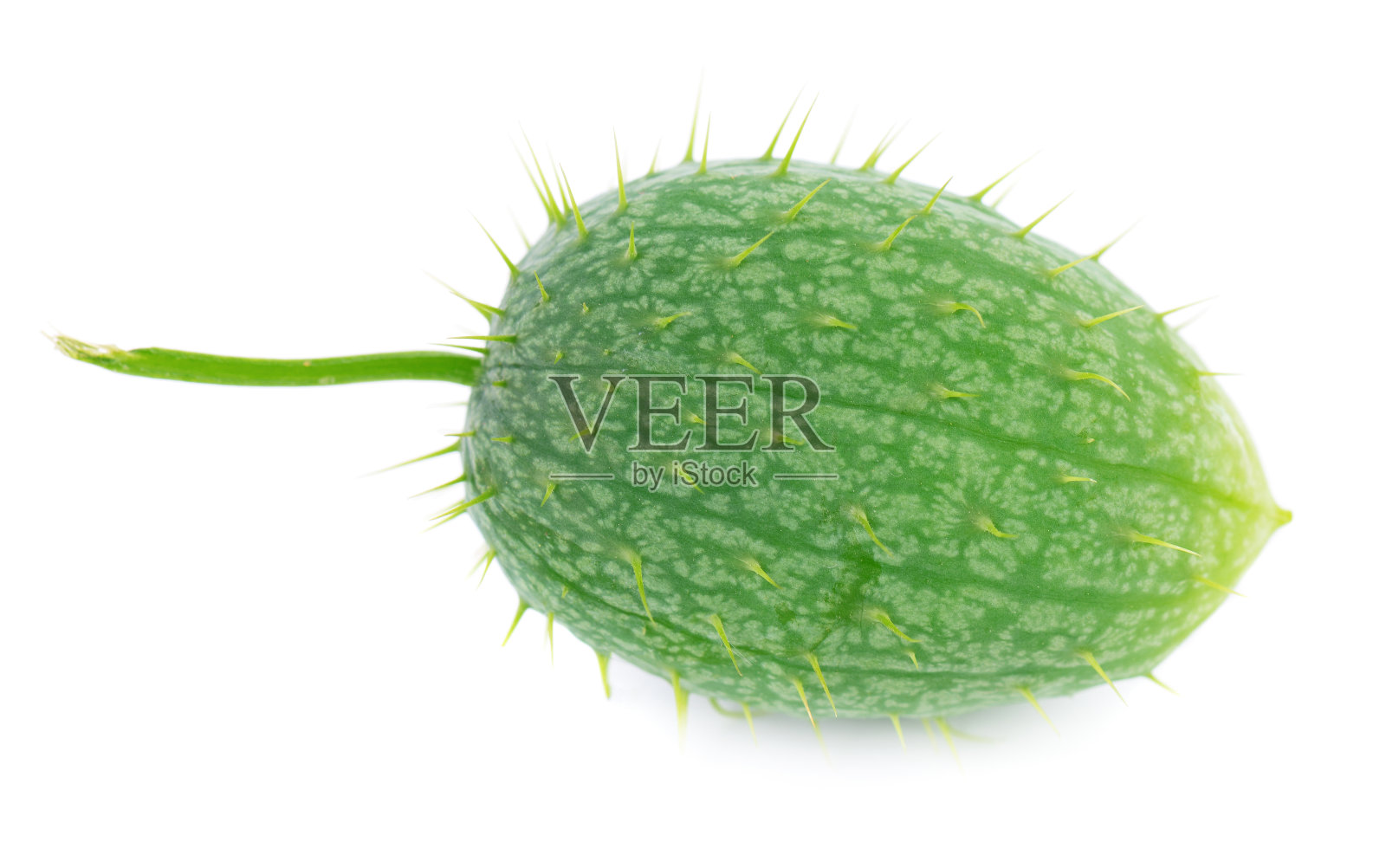 在白色背景上分离的羊皮纸。野黄瓜荚或野黄瓜荚。照片摄影图片