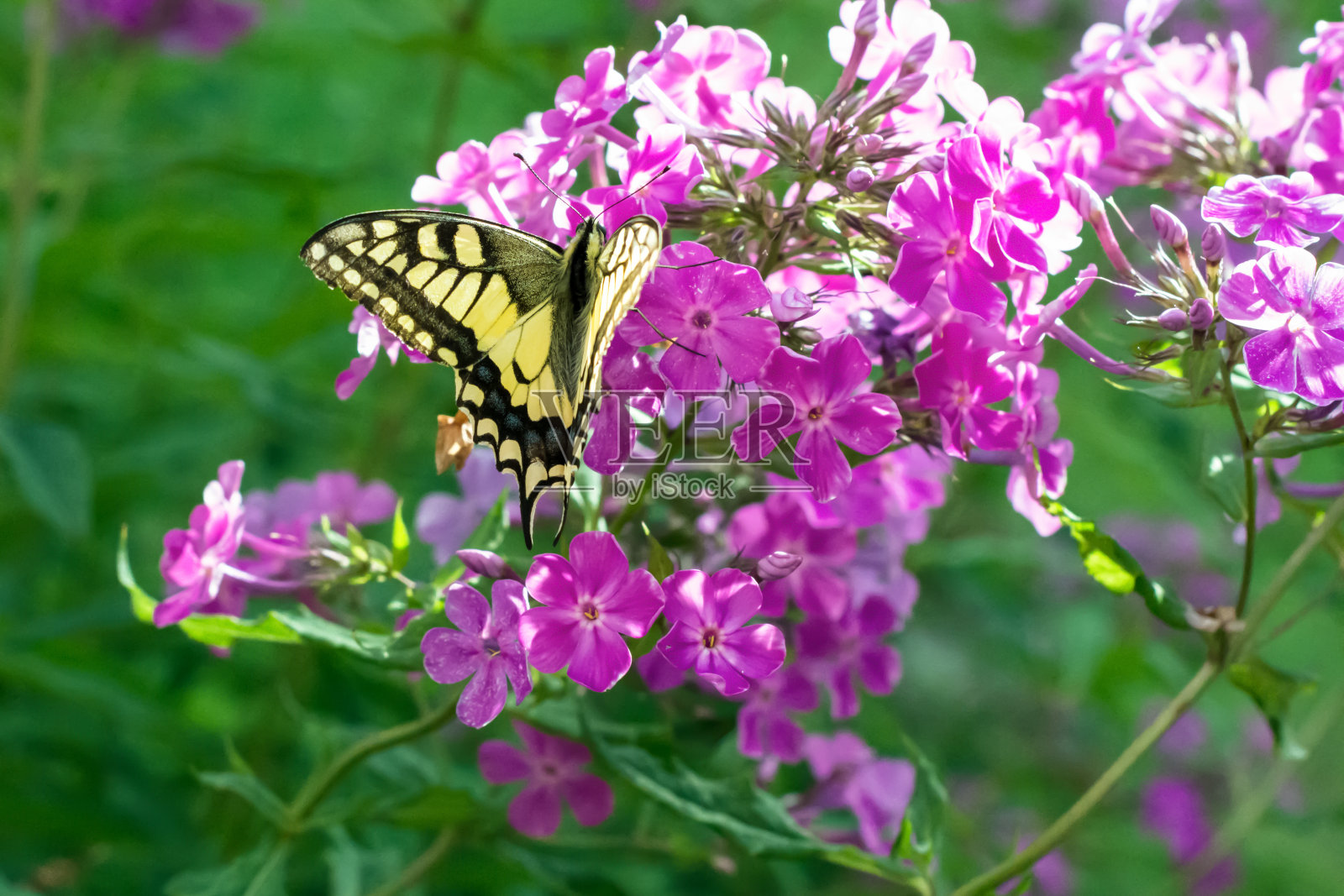 旧大陆燕尾蝶(Papilion machaon)在夏日阳光明媚的户外,正在吃盛开的紫夹竹桃照片摄影图片