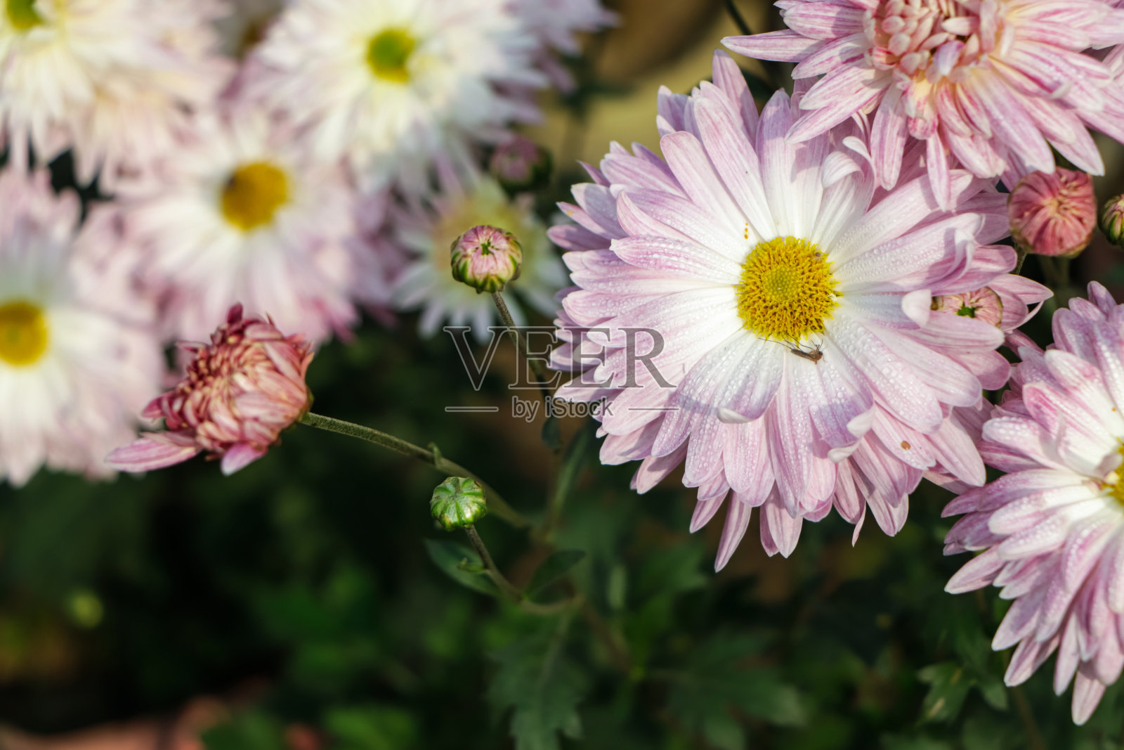 一束深粉色菊花的特写照片,黄色的花瓣中心和白色的花瓣尖端。花卉公园里的菊花图案。一簇粉红色紫色的菊花照片摄影图片