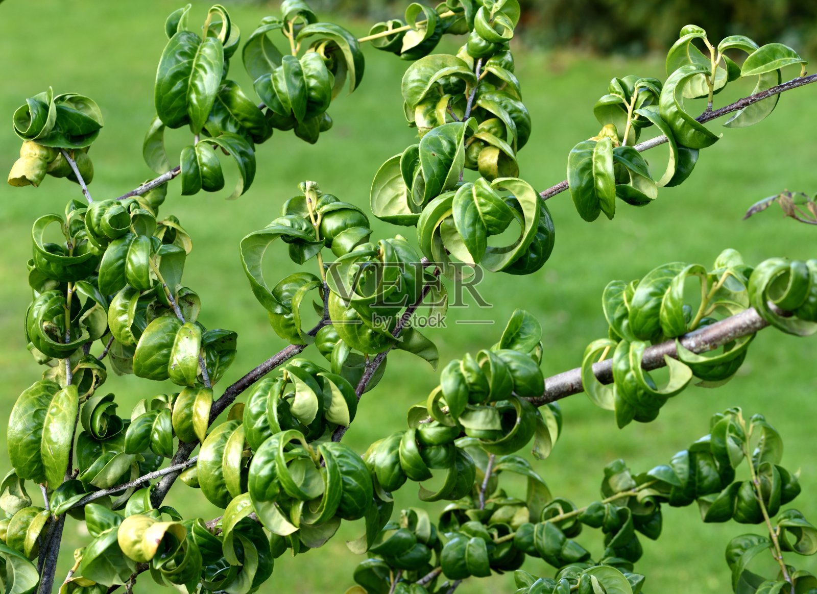 山茶叶李属。照片摄影图片