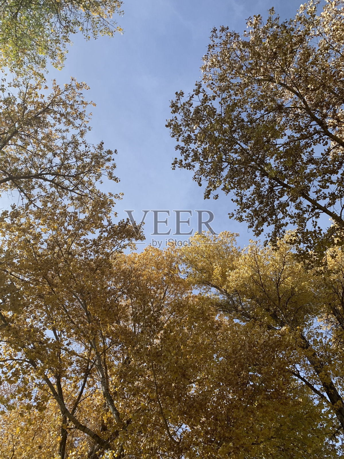 秋天树叶照片摄影图片