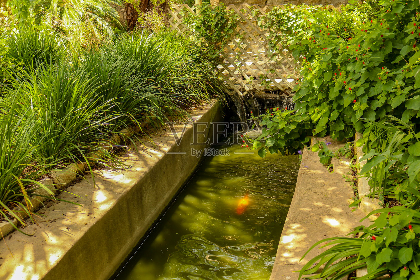 锦鲤池塘照片摄影图片