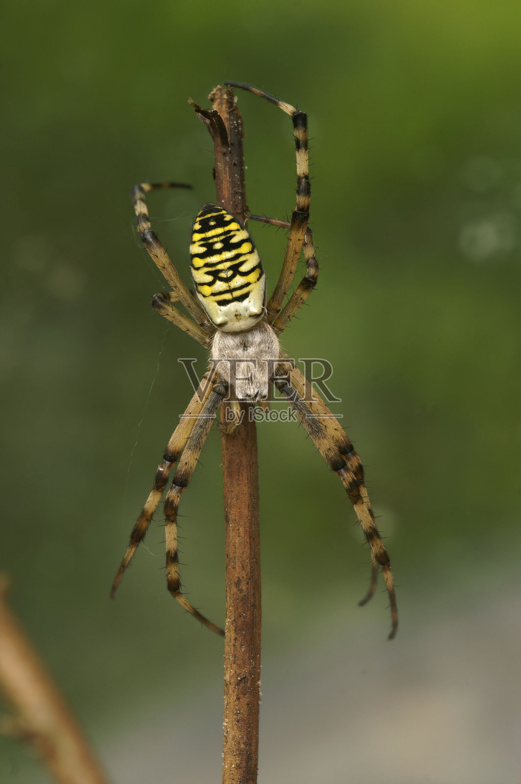 特写的雄性彩色黄蜂蜘蛛,Argiope bruennichi,垂在树枝上照片摄影图片