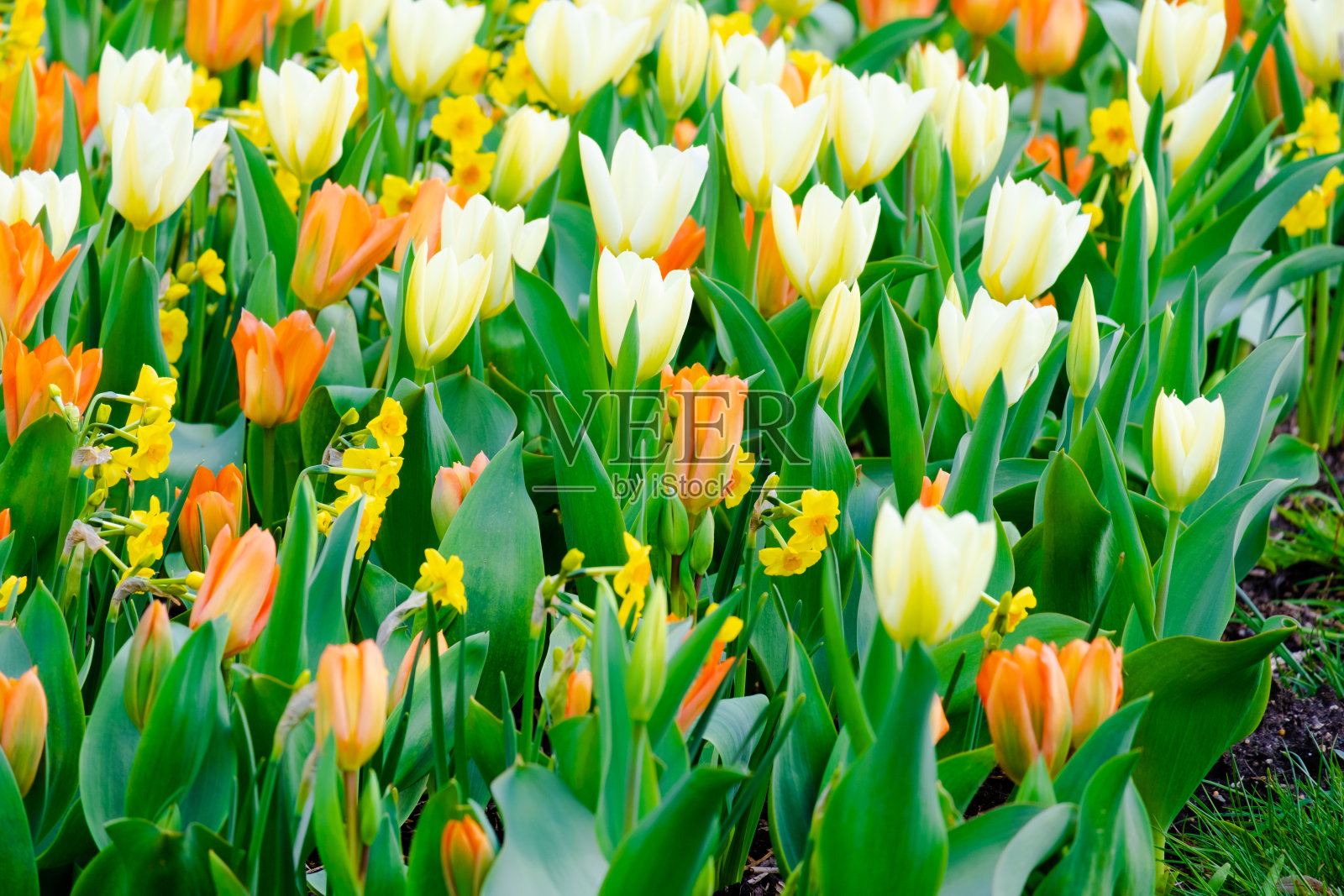 早春时节盛开的五颜六色的郁金香照片摄影图片