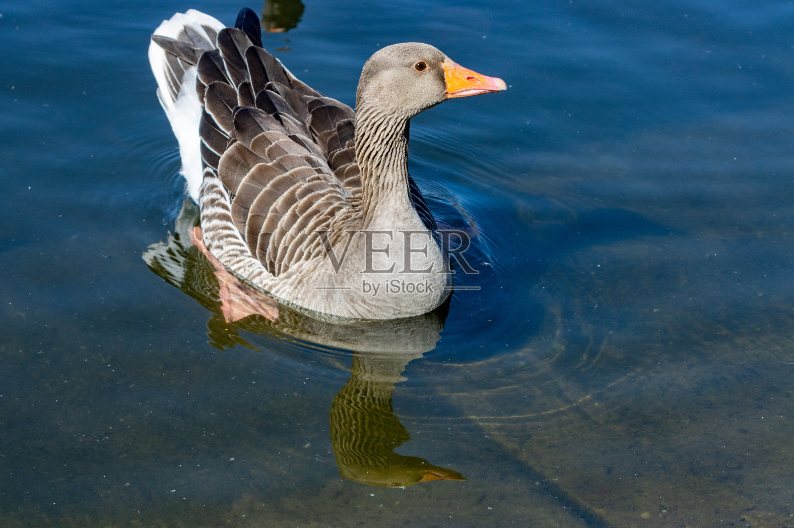 伦敦威斯敏斯特市海德公园蛇形广场上的灰雁照片摄影图片