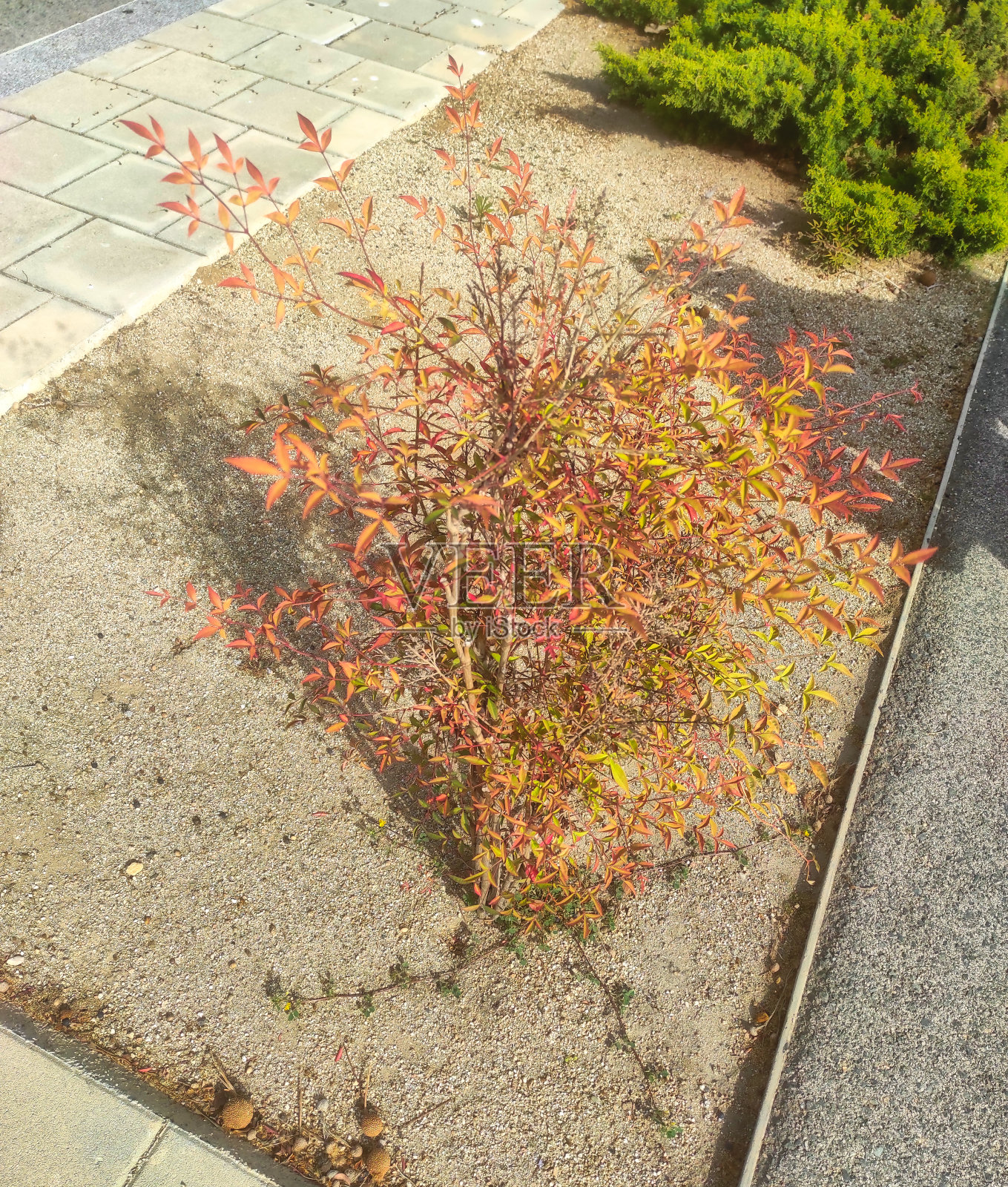 在步行区种些植物照片摄影图片