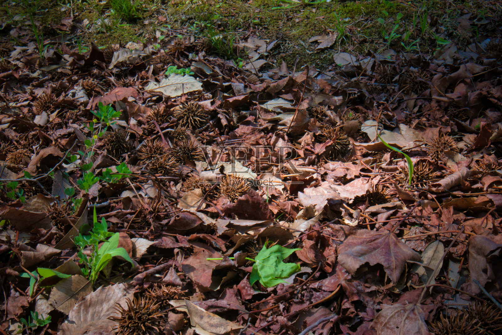 掉落在地上的尖尖的枫树果实照片摄影图片