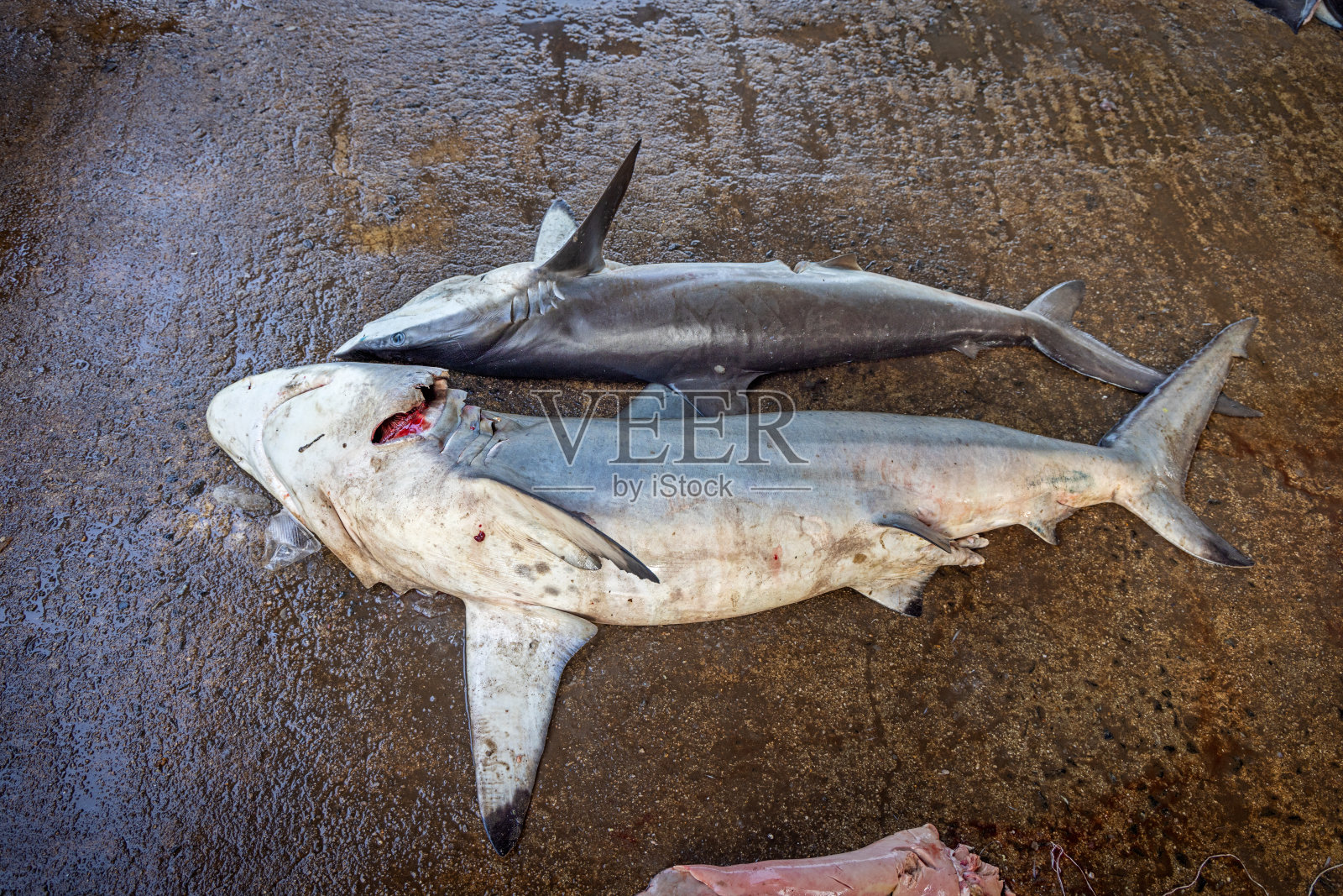 两条死鲨鱼躺在地板上照片摄影图片