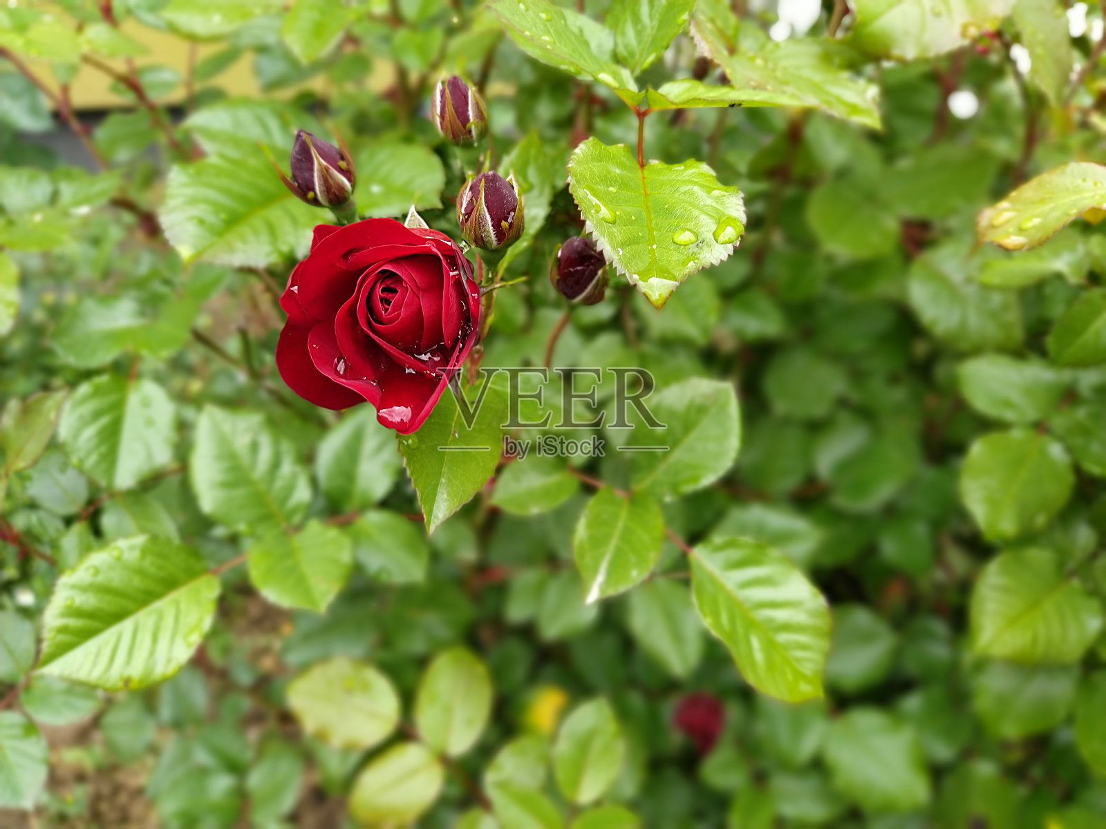 玫瑰与水滴。一丛红玫瑰。花蕾在新鲜的绿色树叶的背景。露水或雨对植物的影响。模糊散景照片摄影图片