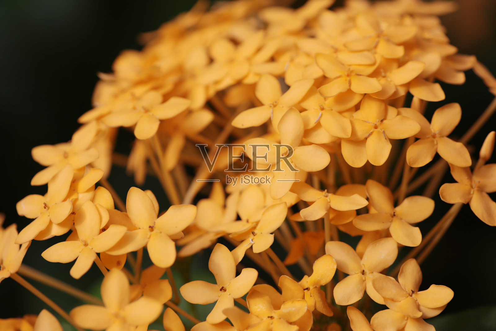 茜草科的花。花园里的一种花。照片摄影图片