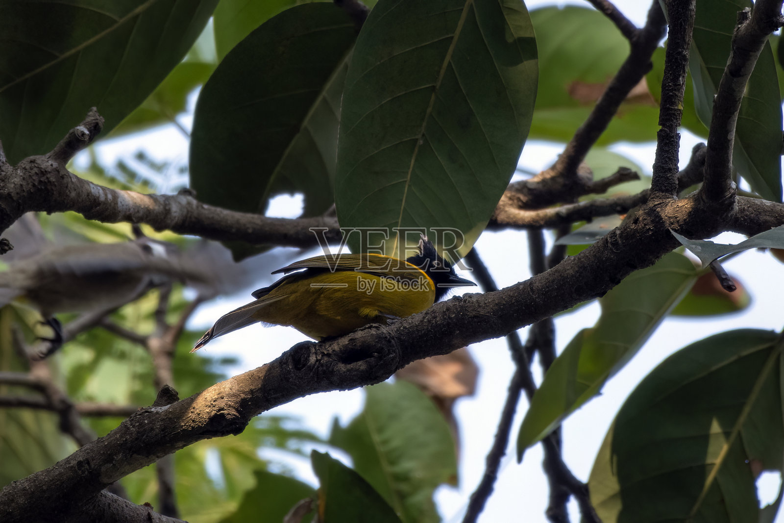 在西孟加拉邦荣通看到的黑冠鹎照片摄影图片