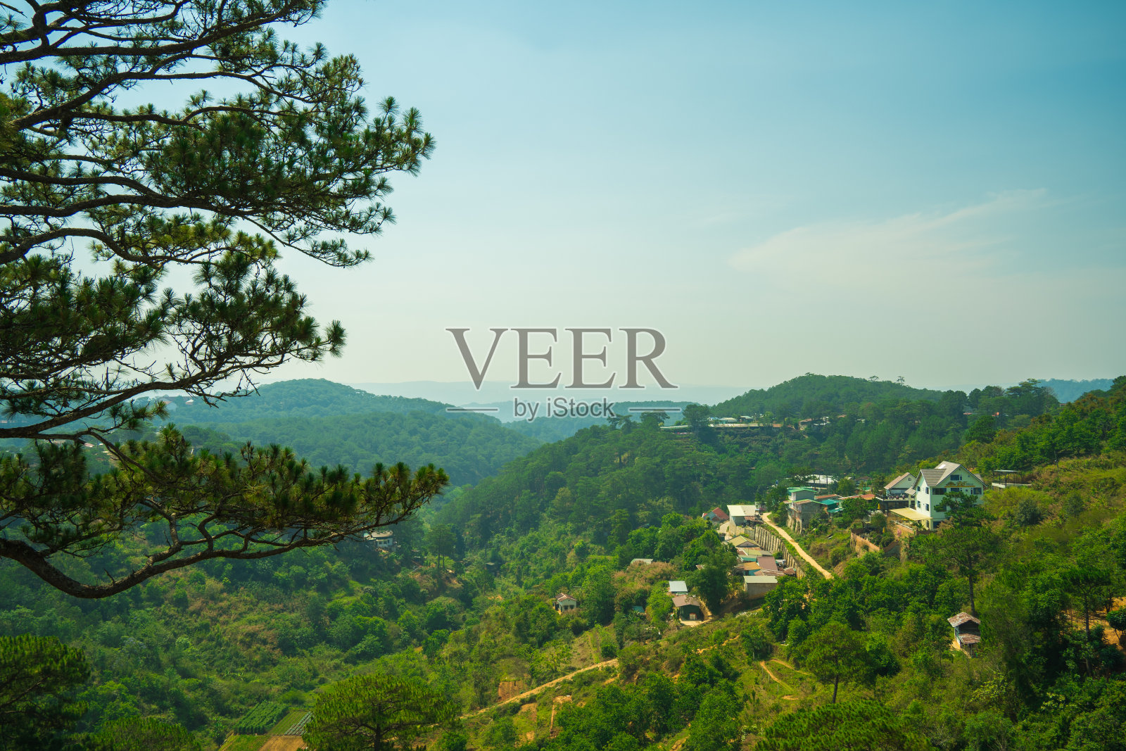 早晨美丽的松树丛林景观,松树群在清新的空气中升起,森林中的绿色景观,草覆盖树干,越南大叻旅行的美景照片摄影图片