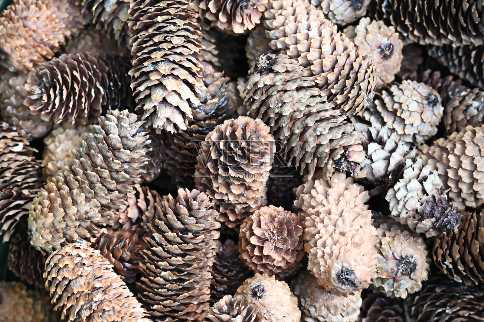 一堆松果照片摄影图片