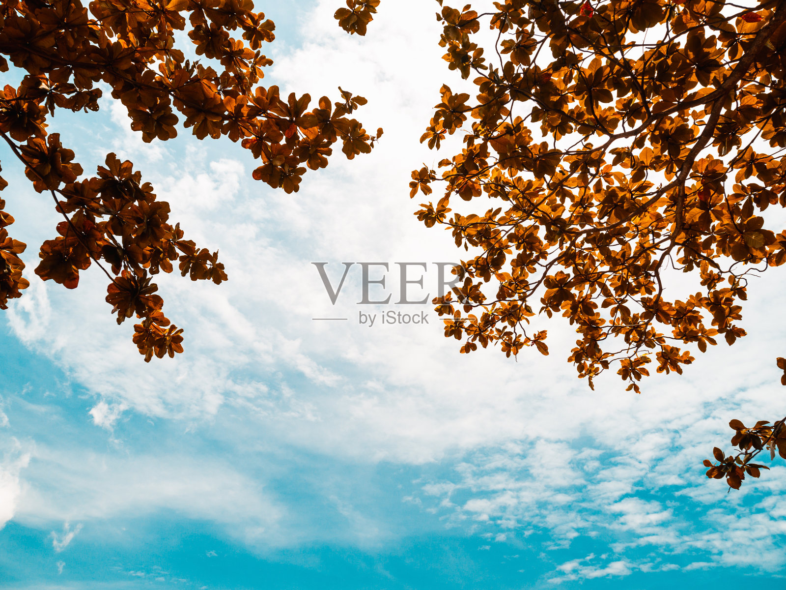 秋叶洒在淡蓝色的天空上,带着云。照片摄影图片