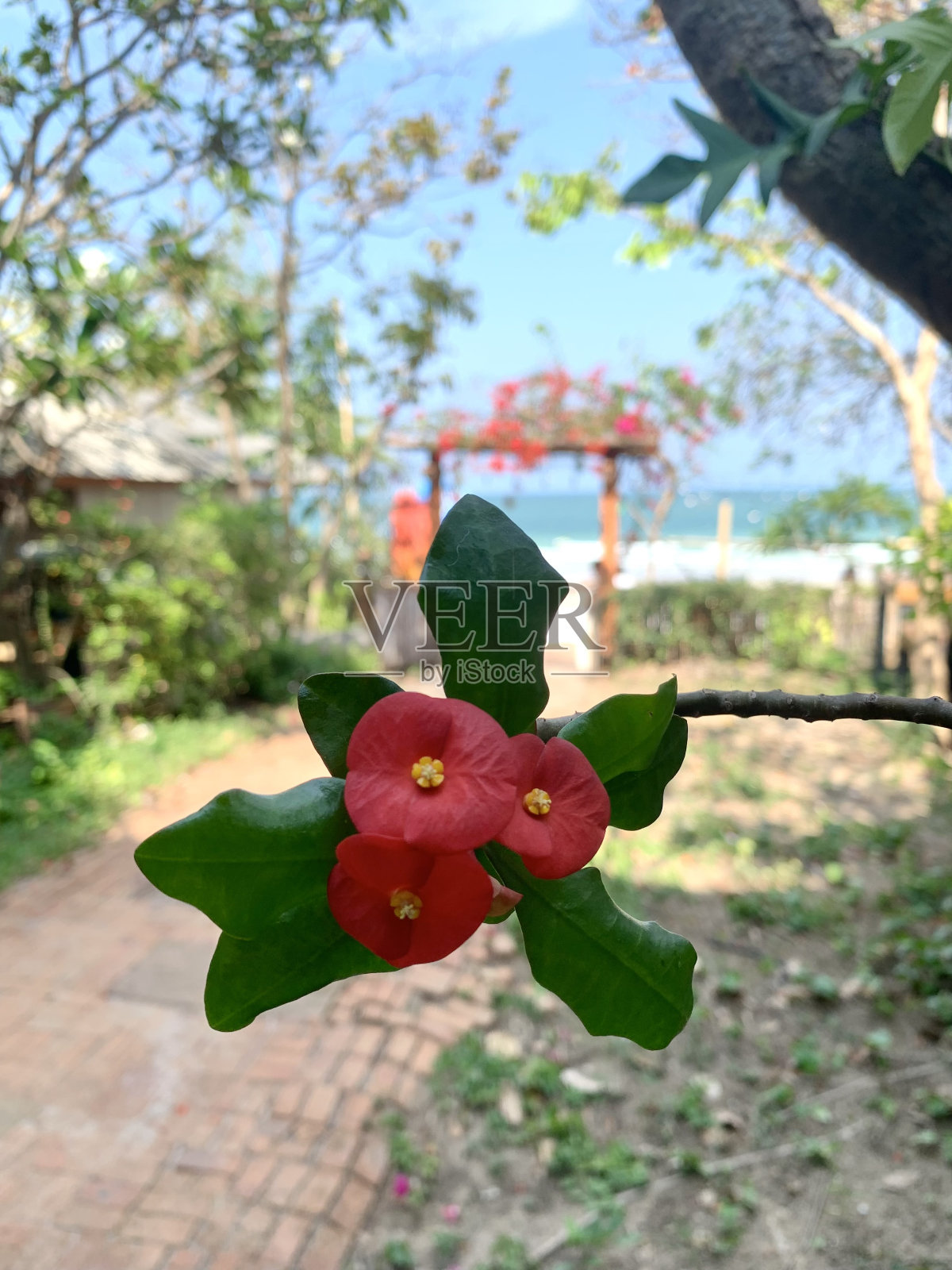 荆棘王冠照片摄影图片