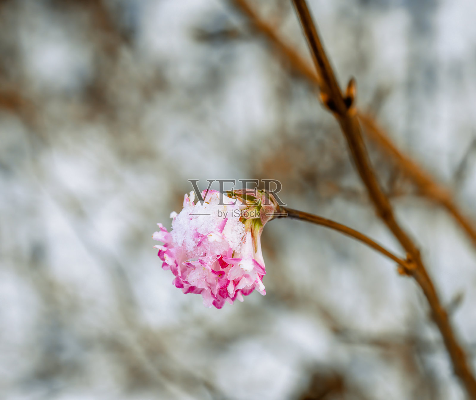 白雪覆盖的粉红香荚花照片摄影图片