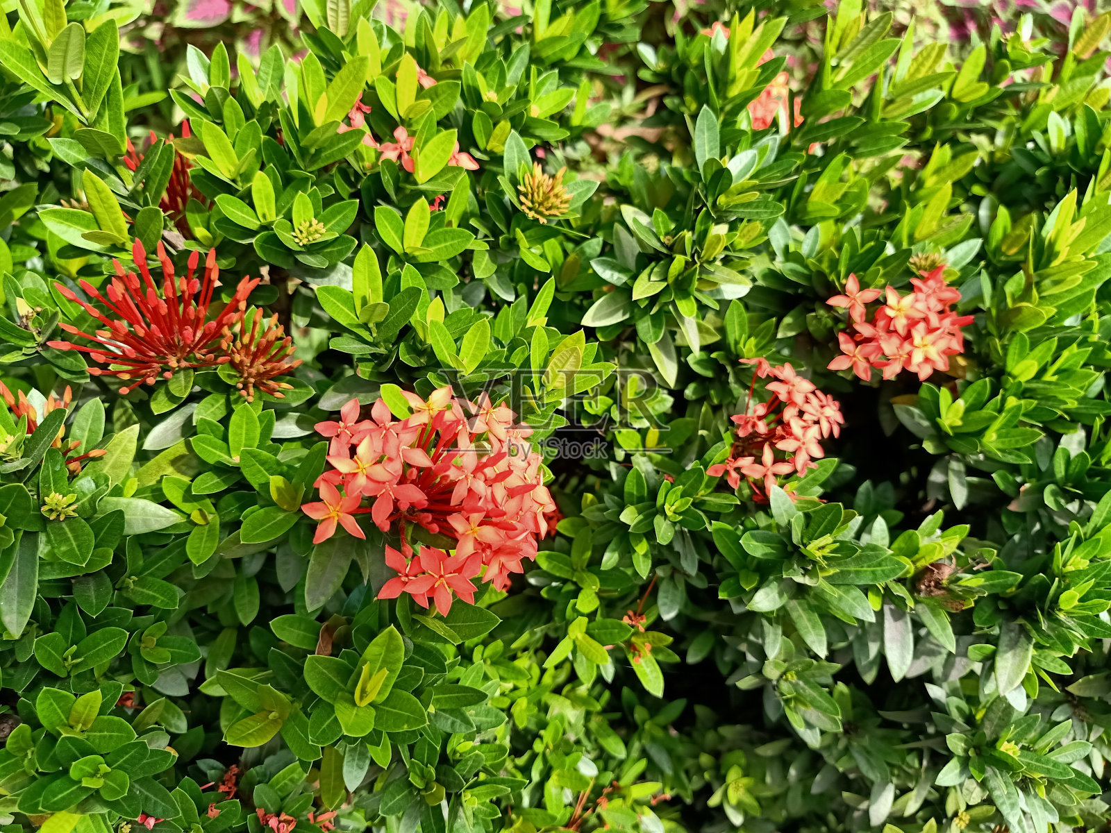 火焰的森林植物在花园里照片摄影图片