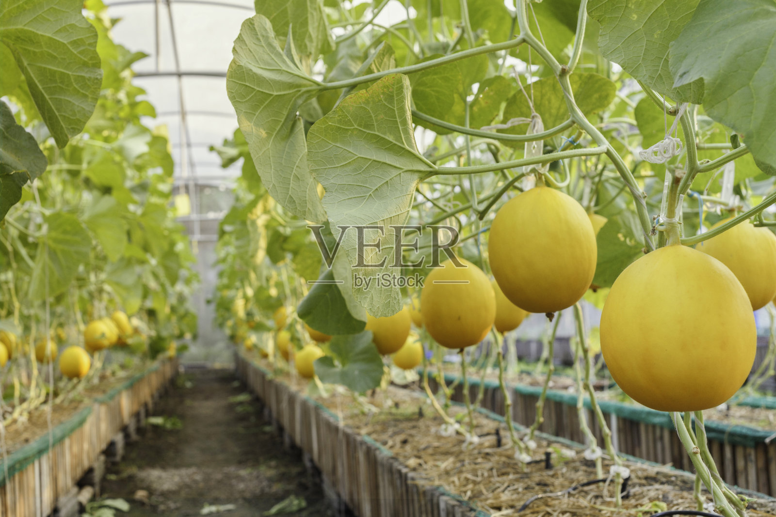 新鲜的有机黄色哈密瓜或金瓜准备在甜瓜农场的温室中收获。农业和水果农场的概念照片摄影图片