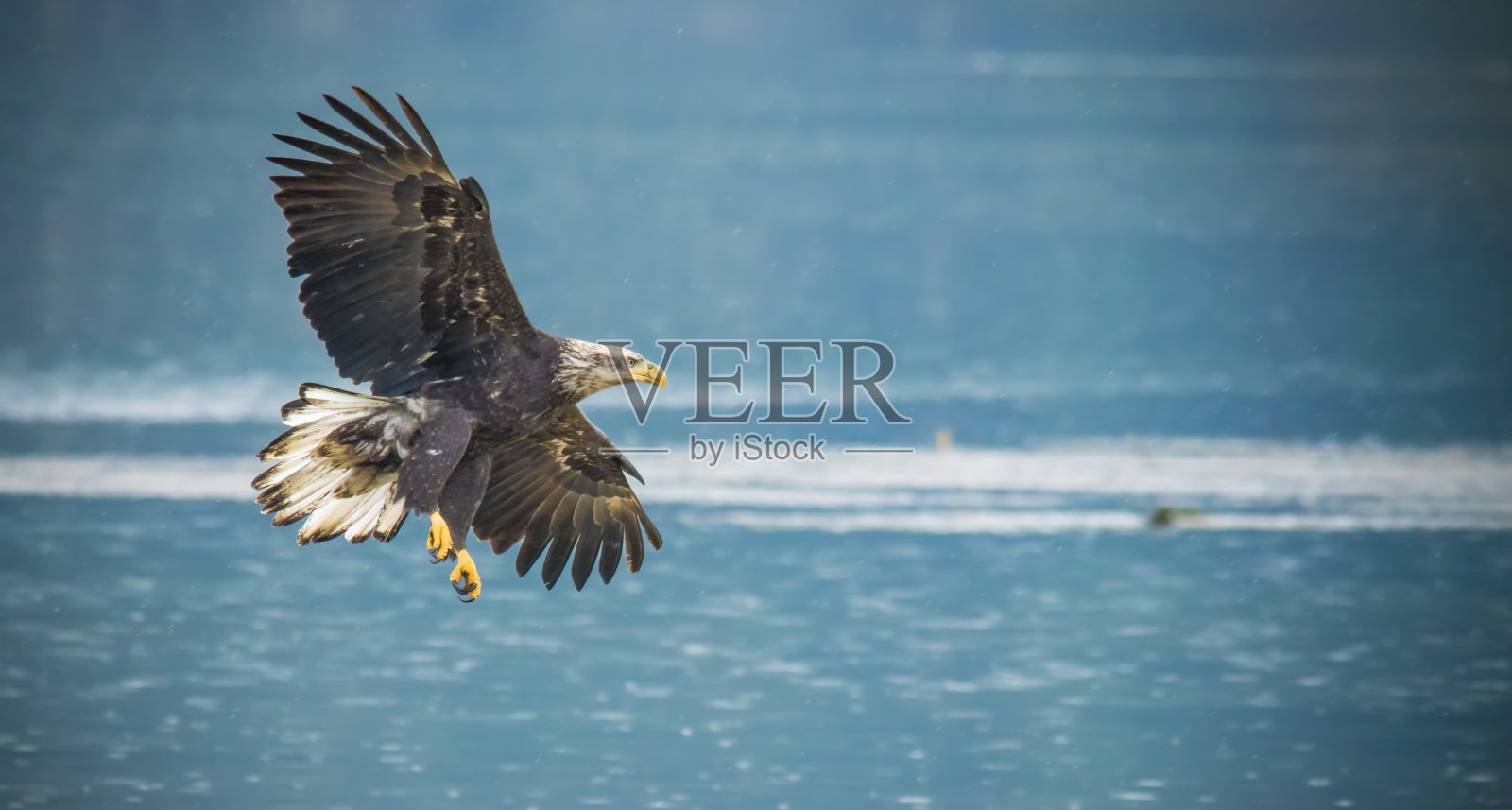 秃鹰照片摄影图片