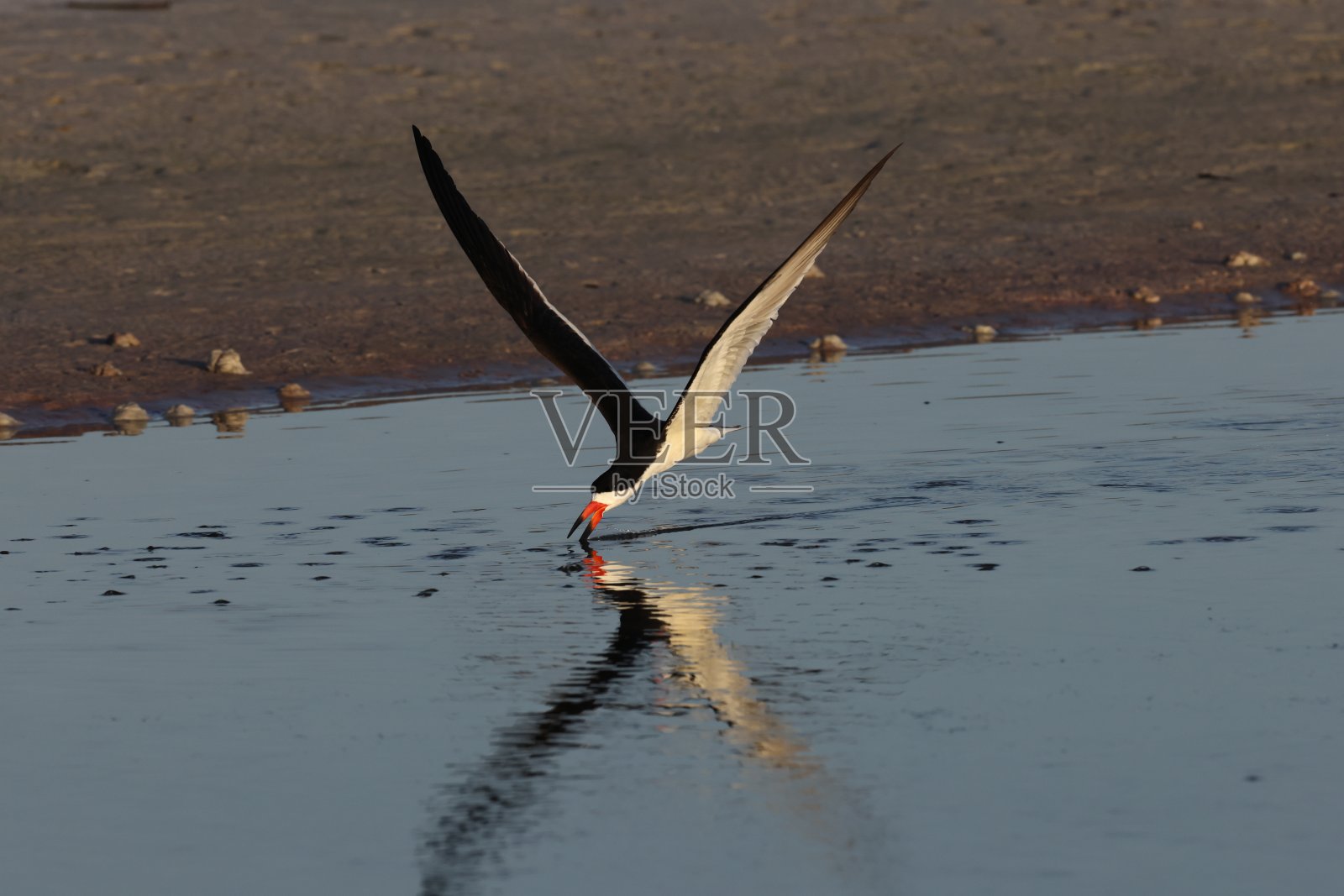 美国佛罗里达州德索托堡公园黑色撇油机照片摄影图片