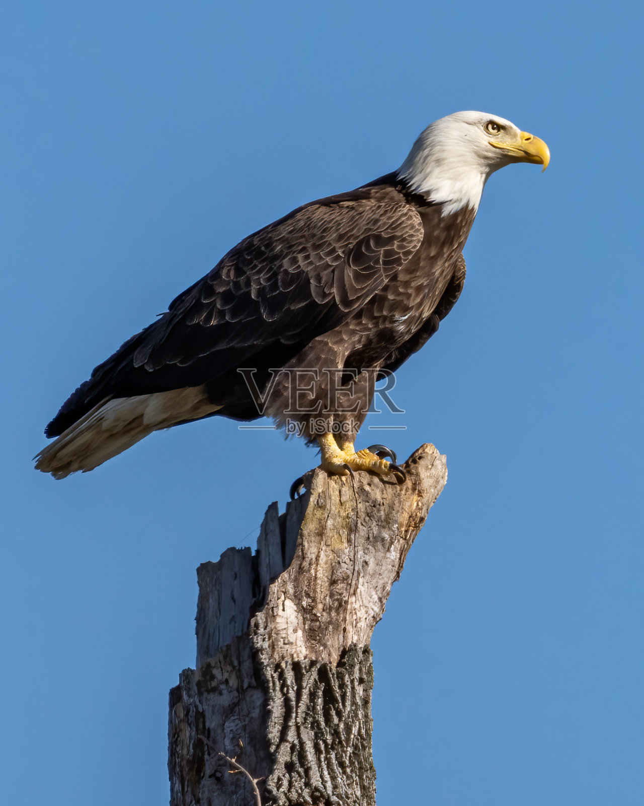 在波托马克河上飞行的秃鹰照片摄影图片