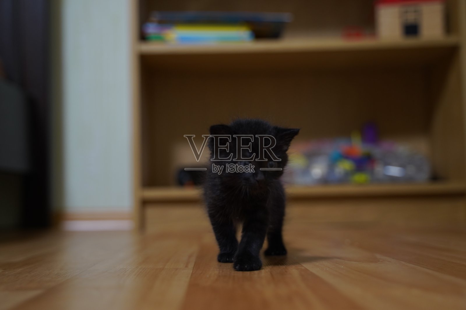 可爱的黑色小猫站在地板上模糊的背景,看着相机。照片摄影图片