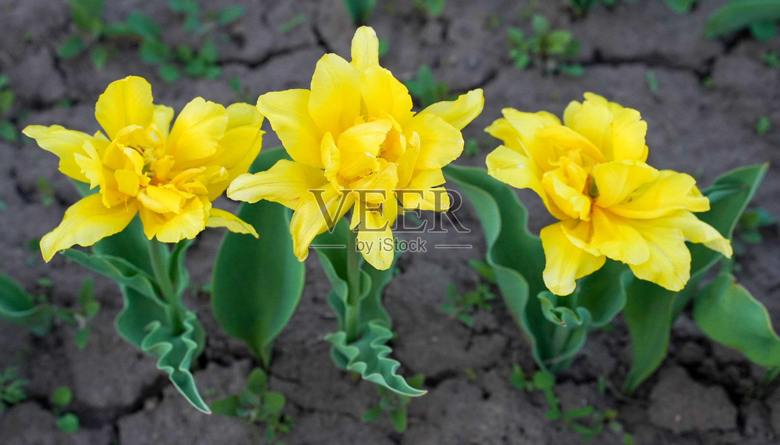 三朵黄色的郁金香在干裂的土地上,俯视图复制空间。美与生存。照片摄影图片