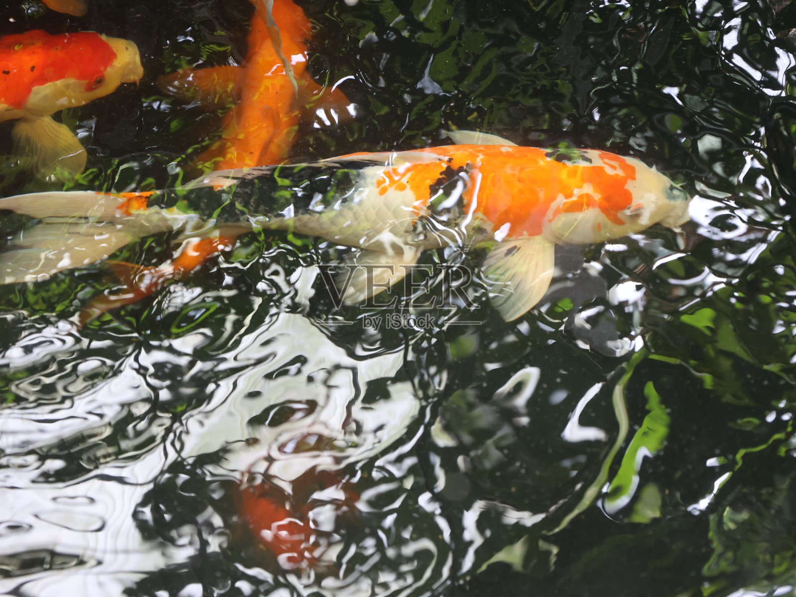 锦鲤照片摄影图片