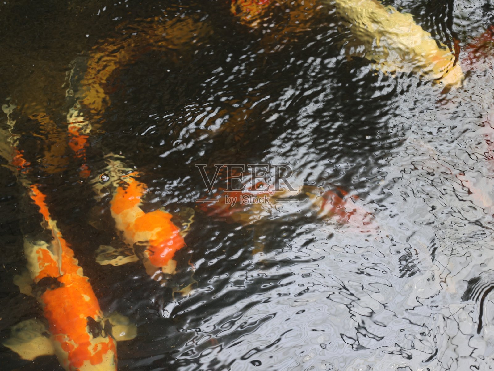 锦鲤照片摄影图片