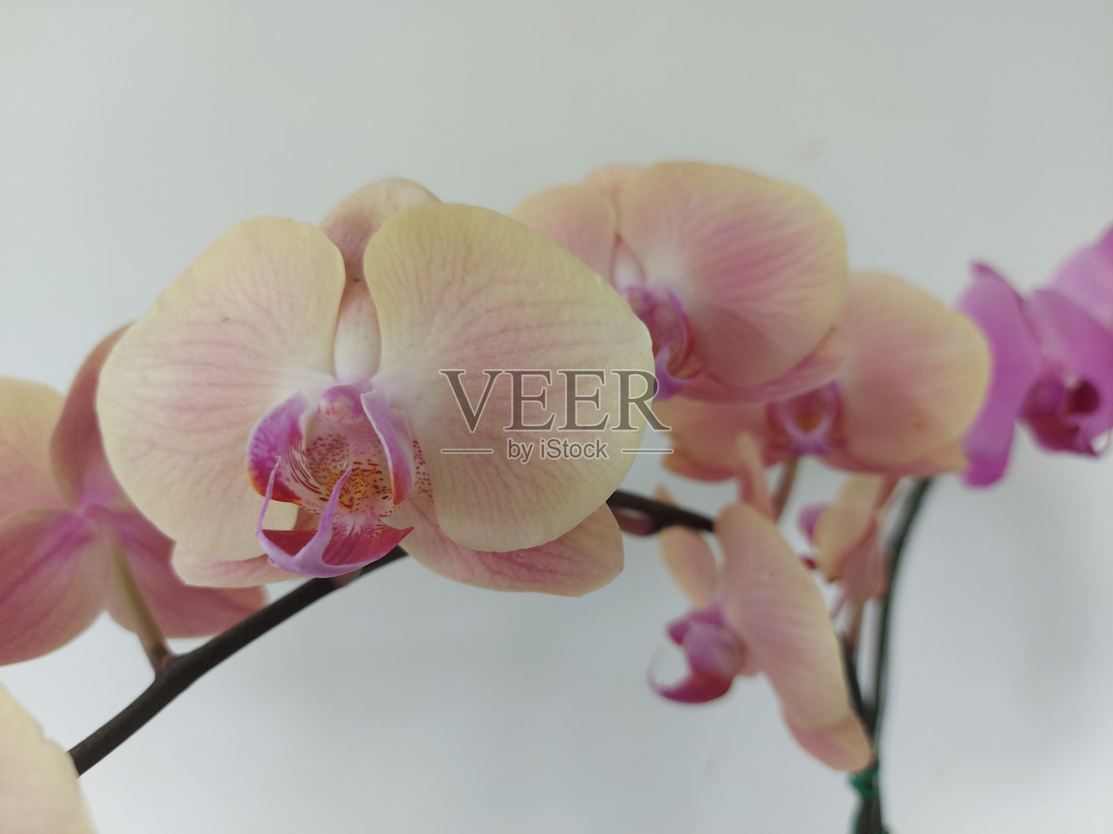 橙色蝴蝶兰兰花花照片摄影图片