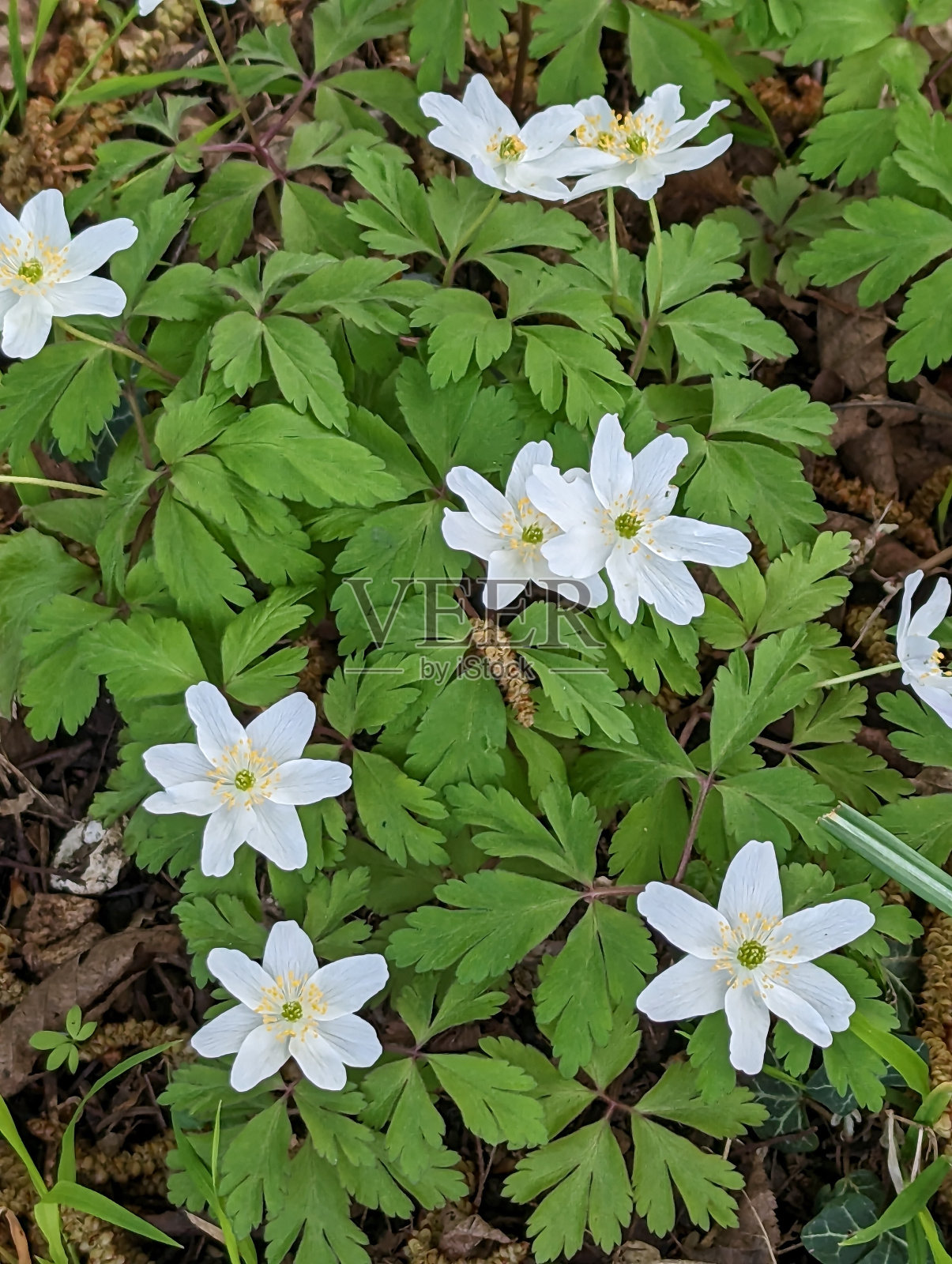 木海葵(Anemonoides nemorosa)照片摄影图片
