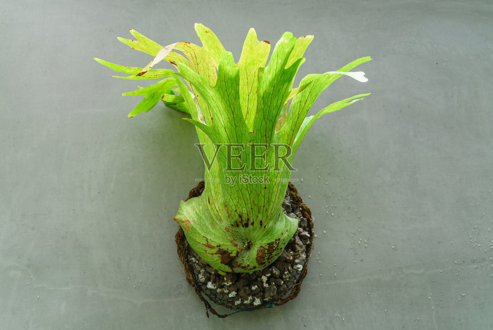 墙上的一种装饰性的绿色植物照片摄影图片