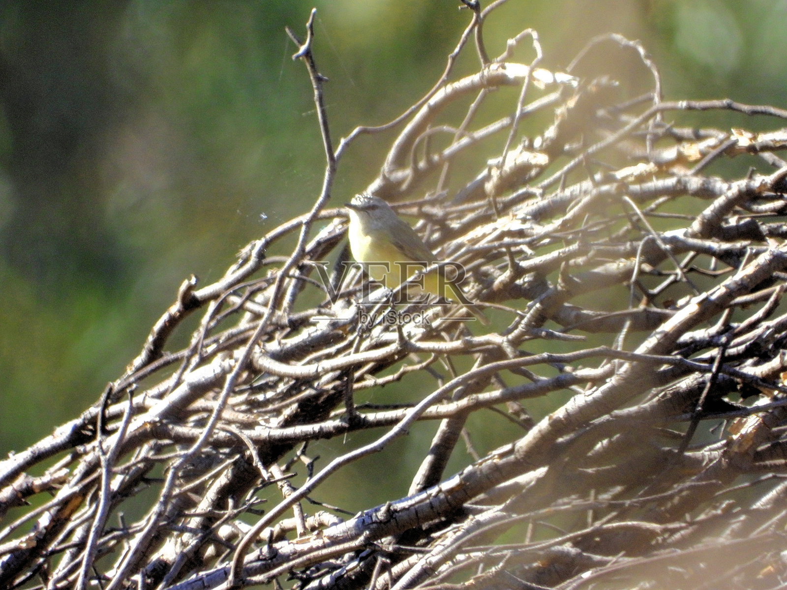 澳大利亚新南威尔士州莫伊拉的默里谷国家公园照片摄影图片