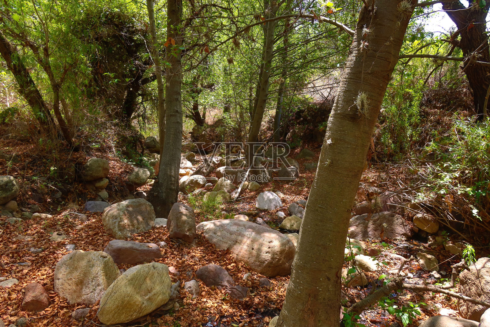 森林里有树和树叶的岩石小溪照片摄影图片